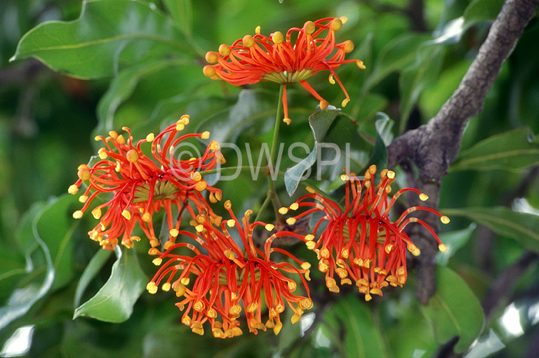 stock photo image: Flower, flowers, red, red flower, red flowers, stenocarpus, sinuatus, stenocarpus sinuatus, firewheel, firewheel tree, tree, trees, queensland firewheel tree, queensland firewheel trees, wheel of fire, wheel of fire tree, wheel of fire trees, queensland wheel tree, queensland wheel trees.