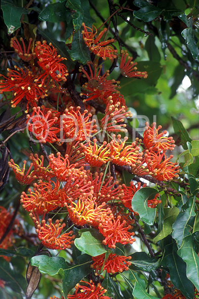 stock photo image: Flower, flowers, red, red flower, red flowers, stenocarpus, sinuatus, stenocarpus sinuatus, firewheel, firewheel tree, tree, trees, wheel of fire, wheel of fire tree, wheel of fire trees, queensland wheel tree, queensland wheel trees.