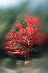 Australia, tree, trees, autumn, autumn foliage, autumn scene, autumn scenes, autumn scene, autumn scenes.