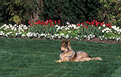 Animal, Animals, dog, dogs, domestic, domestic dog, domestic dogs, pet, pets, domestic animal, domestic animals, collie dog, collie dogs, collies, lawn, lawns, collie.