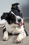 Animal, Animals, dog, dogs, mammal, mammals, placental mammal, placental mammals, carnivore, carnivores, pet, pets, puppy, puppies, young animal, young animals, baby animal, baby animals, cute animal, cute animals, domestic animal, domestic animals, domestic dog, domestic dogs, collie, collies, collie dog, collie dogs, border collie, border collies, border collie dog, border collie dogs, Australia, Sport pictures, Sports, balloon images, hot air balloons