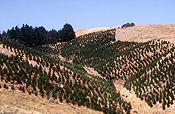 Pacific islands, new zealand, south island, christchurch, forest, forests.