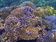Thailand, Coral, Underwater, Marine, Fish, Surin, Islands