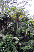 Australia, New South Wales, Dorrigo, Dorrigo NP, Dorrigo national park, national park, national parks, forest, forests, rainforest, rainforests, tree, trees.