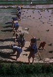 Asia, agriculture, rice, rice growing, rice paddy, rice paddies, rice field, rice fields, paddy, paddies, China, ping xiang.