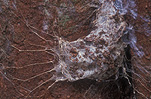 Spider, spiders, arachnid, arachnids, funnel web, funnel webs, funnelweb, funnelwebs, funnelweb spider, funnelweb spiders, funnel web spider, funnel web spiders, web, webs, spiders web, spiders webs, funnel-web spider, funnel-web spiders, tree funnel-web spider, tree funnel-web spiders, Hadronyche, Hadronyche formidabilis.