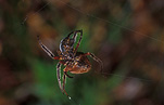 Spider, spiders, arachnid, arachnids, orb weaving spider, orb weaving spiders, orb weaver spider, orb weaver spiders, orb-weaver spider, orb-weaver spiders, orb-weaving spider, orb-weaving spider, araneidae, nephila, orb-weaver, orb-weavers, orb weaver, orb weavers.