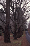 Australia, road, roads, sealed road, sealed roads, tree, trees, blue mountains, great dividing range, NSW, New South Wales, blue mountains, great dividing range, Australia.