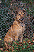 Guard, Guard dog, guard dogs, Animal, Animals, dog, dogs, watch, watch dog, collar, collars, watch dogs, security, fence, fences, pet, pets, domestic dog, domestic dogs, carnivore, carnivores, mammal, mammals, placental mammal, placental mammals.