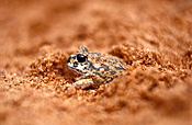 Animal, animals, frog, frogs, amphibian, amphibians, amphibia, Australia, australian, kunapalari, kunapalari frog, Kunapalari frogs, Neobacrachus kunapalari, neobacrachus, kunapalari, goldfields, WA, WEstern Australia, australian.
