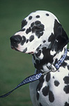 Animal, Animals, Dog, Dogs, Dometic dog, domestic dogs, pet, pets, dalmation, dalmations, dalmation dog, dalmation dogs, spot, spots, spotted, dog collar, dog collars, dog lead, dog leads, leash, leashes, dog leash, dog leashes.
