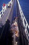 Australia, SA, South Australia, Victor, Victor Harbour, Granite Island, causeway, causeways, granite, Animal, Animals, Horse, horses, horse-drawn tram, horse-drawn trams, fleurieu, peninsula, peninsulas, Fleurieu Peninsula, clydesdale, clydesdale horse, clydesdale horses, draft, draft horse, draft horses.