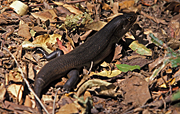 Animal, animals, reptile, reptiles, skink, skinks, Mullet, Mullets, Land Mullet, land mullets, Egernia, Egernia major, major, australian, australia, leaf, leaves.