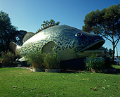Australia, vic, victoria, cod, cods, murray, murray cod, murray cods, fish, fishes, big thing, big things, big fish, big murray cod.