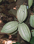 Asia, Asian, Southeast Asia, South East Asian, SE Asia, Agriculture, cocoa, cocoa pod, cocoa pods, cocoa plantation, cocoa plantations, Malaysia, Cacao tree, Cacao trees.