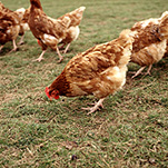 Animal, animals, bird, birds, chicken, chickens, hen, hens, poultry, free-range chicken, free-range chickens, free-range, agriculture, farm, farms, poultry farm, poultry farms, organic, domestic chicken, domestic chickens.