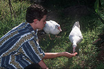People, child, children, puberty, Teenager, Teenagers, Teenage boy, Teenage boys, boy, boys, male, males, pet, pets, bird, birds, duck, ducks, children and animals, children with animals, people and animals, people with animals.