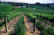 Australia, sa, south australia, adelaide, adelaide hills, vine, vines, grape, grapes, grapevine, grapevines.