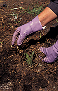 Gardener, gardeners, gardening, plant, planting, cutting, cuttings, seedling, seedlings, hand, hands, glove, gloves.