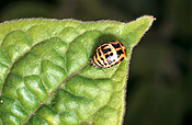 Insect, insects, ladybird, ladybirds, Beetle, Beetles, invertebrate, invertebrates, arthropod, arthropods, coccinellidae, coccinella, coccinella repanda, australia.