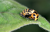 Insect, insects, ladybird, ladybirds, Beetle, Beetles, invertebrate, invertebrates, arthropod, arthropods, coccinellidae, coccinella, coccinella repanda, australia.