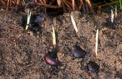 Nuts, Food, chestnut, chestnuts, water chestnut, water chestnuts, Eleocaris dulcis, corms, sprouting, germination, shoots.
