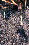 Nut, Nuts, Food, chestnut, chestnuts, water chestnut, water chestnuts, Eleocaris dulcis, corm, corms, sprouting, germination, shoots.