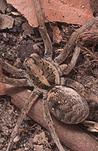 Australia, Australian, Arachnida, Araneae, arthropod, arthropods, invertebrate, invertebrates, Arachnid, Arachnids, spider, spiders, wolf, wolf spider, wolf spiders, lycosidae.