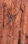 Arachnid, Arachnids, spider, spiders, jumping spider, jumping spiders, bark, bark of a tree, bark of tree, bark of trees, tree, trees.