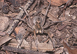 Australia, Australian, Arachnida, Araneae, arthropod, arthropods, invertebrate, invertebrates, Arachnid, Arachnids, spider, spiders, wolf, wolf spider, wolf spiders, lycosidae.