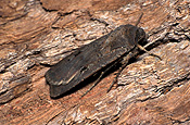 Insect, Insects, lepidoptera, moth, moths, bogong, bogong moth, bogong moths, noctuidae, agrotis, infusa, agrotis infusa.