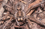 Australia, Australian, Arachnida, Araneae, arthropod, arthropods, invertebrate, invertebrates, Arachnid, Arachnids, spider, spiders, wolf, wolf spider, wolf spiders, lycosidae.