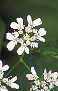 Herb, Herbs, Coriander, Coriandrum sativum, sativum, sativum, Umbelliferae, parsley, chinese parsley, cilantro, flower, flowers, white, white flower, white flowers.