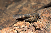 Insect, Insects, lepidoptera, moth, moths, bogong, bogong moth, bogong moths, noctuidae, agrotis, infusa, agrotis infusa.