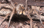 Australia, Australian, Arachnida, Araneae, arthropod, arthropods, invertebrate, invertebrates, Arachnid, Arachnids, spider, spiders, wolf, wolf spider, wolf spiders, lycosidae.