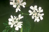 Herb, Herbs, Coriander, Coriandrum sativum, sativum, Umbelliferae, chinese parsley, cilantro, flower, flowers, white flower, white flowers, cilantro.
