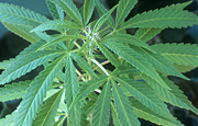 Herb, herbs, annual herb, annual herbs, cannabaceae, marijuana, narcotic, narcotics, drug, drugs, hemp, hemp plant, hemp plants, hallucinogens, grass, cannabis, cannabis sativa.