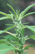 Herb, herbs, annual herb, annual herbs, cannabaceae, marijuana, narcotic, narcotics, drug, drugs, hemp, hemp plant, hemp plants, hallucinogens, grass, cannabis, cannabis sativa.