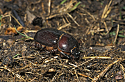 Insect, insects, beetle, beetles, dung, dung beetle, dung beetles, sandy, northern sandy, scarabaeidae, northern sandy dung beetle, euoniticellus, intermedius, euoniticellus intermedius, soil, coleoptera, scarab, scarab beetle, scarab beeltes.