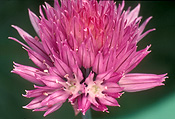 Herb, Herbs, flower, flowers, pink, pink flower, pink flowers, chive, Chives, Allium schoenoprasum, schoenoprasum, Liliaceae.