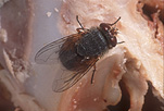Insect, Insects, Arthropod, Arthropods, insecta, fly, flies, blow fly, blowfly, blow flies, blowflies, carcases, diptera.