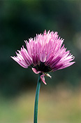Herb, Herbs, flower, flowers, pink, pink flower, pink flowers, chive, Chives, Allium schoenoprasum, schoenoprasum, Liliaceae.