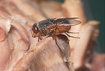 Insect, Insects, Arthropod, Arthropods, insecta, fly, flies, blow fly, blowfly, blow flies, blowflies, carcases, diptera.