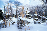 Asia, Japan, Sapporo, snow, snow scene, snow scenes, winter, tree guard, tree guards, treeguard, treeguards, tree support, tree supports, Royalty Free Image