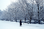 Asia, Japan, Sapporo, snow, snow scene, snow scenes, winter, tree, trees, Royalty Free Image