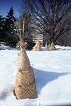 Asia, Japan, Sapporo, snow, snow scene, snow scenes, winter, tree, trees, tree guard, tree guards, treeguard, treeguards, tree support, tree supports, Royalty Free Image