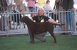 Animal, Animals, dog, dogs, mammal, mammals, placental mammal, placental mammals, carnivore, carnivores, pet, pets, domestic animal, domestic animals, domestic dog, domestic dogs, show dog, show dogs, dog show, dog shows, fence, fences.