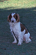 Australia, New South Wales, sydney, centennial park, centennial, park, parks, Animal, Animals, dog, Dogs, training, obedience, pet, pets, spaniel, spaniels, springer, springer spaniel, springer spaniels, english springer spaniel, english springer spaniels, pet, pets, domestic animal, domestic animals.