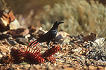 A ROYALTY FREE IMAGE OF: LITTLE CROW (CORBUS BENNETTI)NEAR ANIMAL REMAINS, GREAT VICTORIA DESERT, WESTERN AUSTRALIA