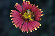 Flower, flowers, compositae, gaillardia, gaillardias, pulchella, gaillardia pulchella, blanket flower, blanket flowers, blanket, firewheel, firewheels, firewheel flower, firewheel flowers, indian blanket, indian blankets, indian blanket flower, indian blanket flowers, perennial, perennials, yellow, yellow flower, yellow flowers, red, red flower, red flowers, compositae, insect, insects, bee, bees, pollen.